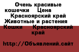 Очень красивые кошечки. › Цена ­ 1 400 - Красноярский край Животные и растения » Кошки   . Красноярский край